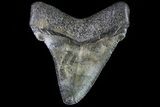 Fossil Chubutensis Tooth - Megalodon Ancestor #83585-1